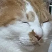 yuuの画像