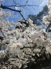 oryoプロフ必読して下さいの画像