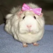 こんにちはの画像