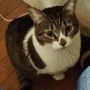 とらとらトラの画像
