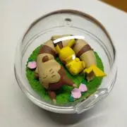 アライグマ(プロフィール必読)の画像