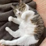 プボの画像