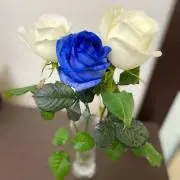 ゆみかの画像