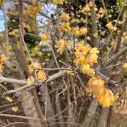 くろまる