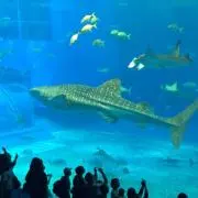 なつの画像