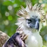 ひの画像