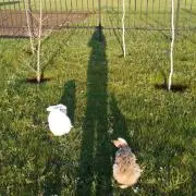 asaの画像