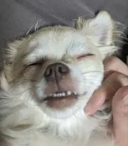 ホリよし
