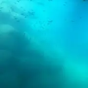 紀州南高梅の画像