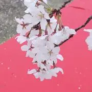 りんごの森の画像