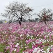 りーり