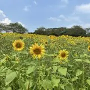 pikopikoの画像