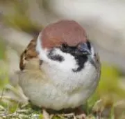 凪砂（質問は購入前に！）の画像