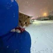 なななの画像