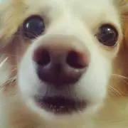maam