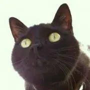 ねこまるの画像