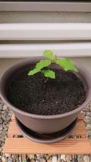 black9の画像