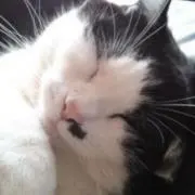 黒猫食パンの画像