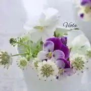 オレンジみかんの画像