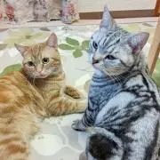 プリンマロンの画像