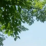 楮(コウゾ)