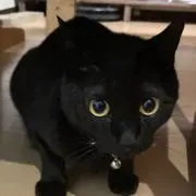 ケイトの画像
