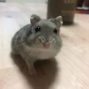ハムの画像