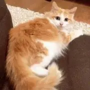 Raiの画像
