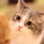 くれはの画像