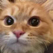 miyuの画像