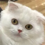 ねこの画像