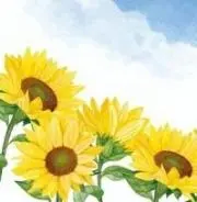 ひまわり☆の画像