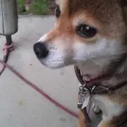 みどり