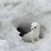 ショコラ