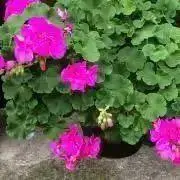 ピーちゃん