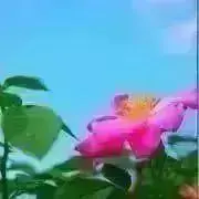goldfishプレゼント企画していますの画像
