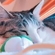 成美