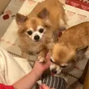 ひの画像