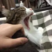 M.Hの画像