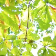 maoの画像