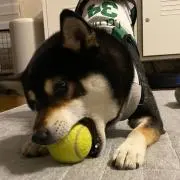 パパさん
