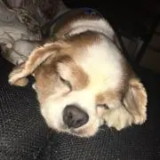 ぐーすかぴーの画像