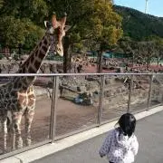 ひなゆず
