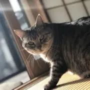すずき