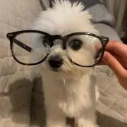 ちーちち？の画像