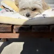 ゆみの画像