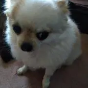 安佑水☆プリン☆おまとめ大歓迎の画像
