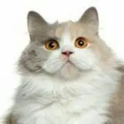 うめしそあじ(^_^)/の画像