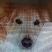 エル