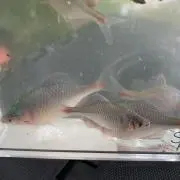 akiの画像